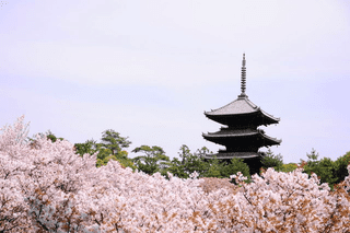 『私しゃお多福　御室の桜　花は低くけど　人は好く』