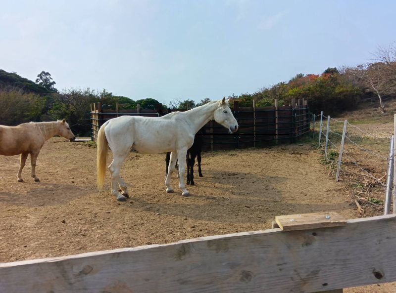 天地の神にぞいのる 朝なぎの 海のごとくに 波たたぬ世を