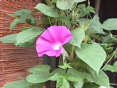 紫陽花を良く観ると
