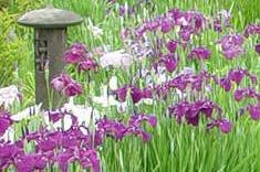 桜の花を友として