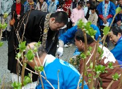 鎮国寺に石楠花