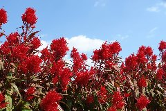 青空に向かって咲く鶏頭