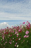 常盤木（ときわぎ）は春や夏じゃ判らない